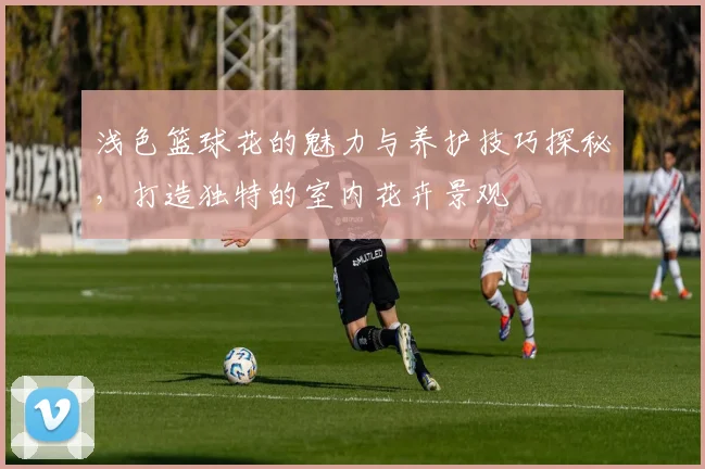 浅色篮球花的魅力与养护技巧探秘，打造独特的室内花卉景观